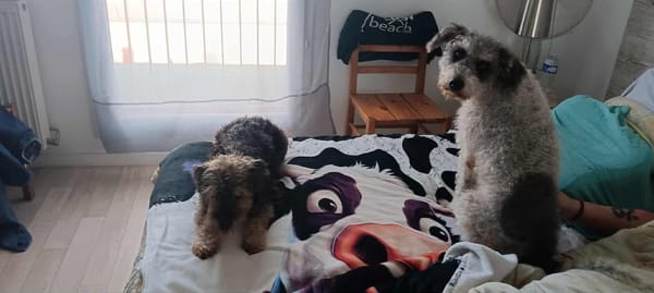 🐾 À L’ADOPTION – OXS, petit cœur frisé à la tendresse infinie ! 🐾