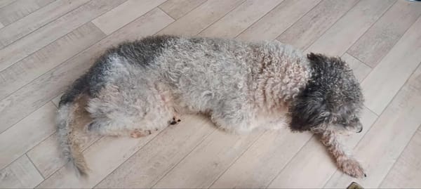 🐾 À L’ADOPTION – OXS, petit cœur frisé à la tendresse infinie ! 🐾