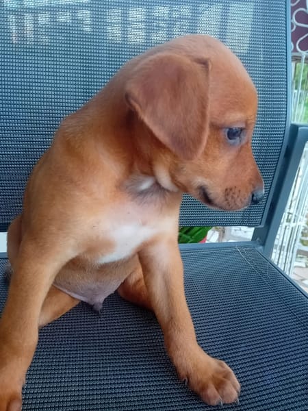 🐾 À L’ADOPTION – RIDER, l’aventurier au grand cœur 🐾