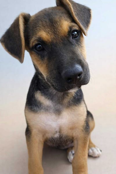 🐾 À L’ADOPTION – SPARKY 🐾