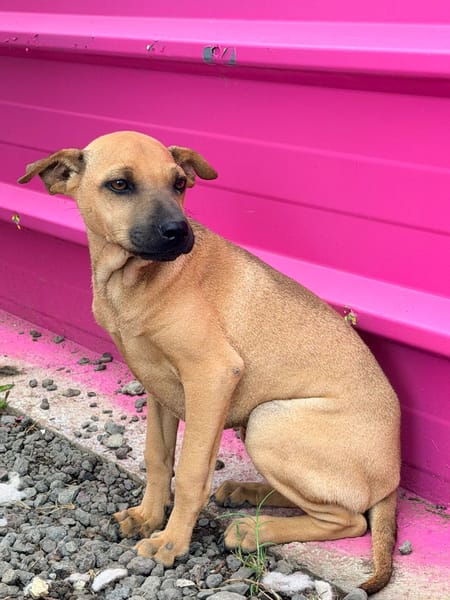 🐾 À L’ADOPTION – TIKA, douceur fauve en quête de confiance 🐾