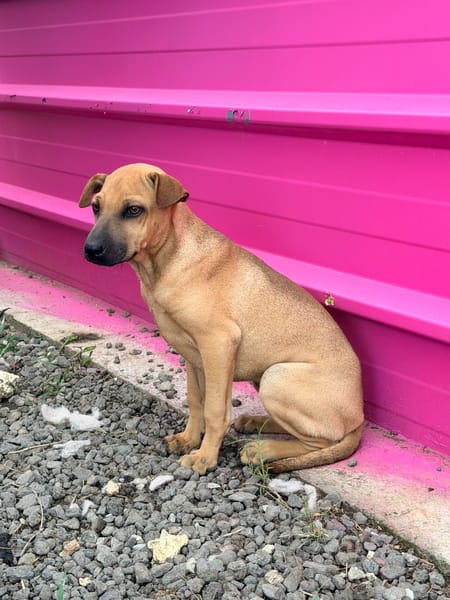 🐾 À L’ADOPTION – TIKA, douceur fauve en quête de confiance 🐾