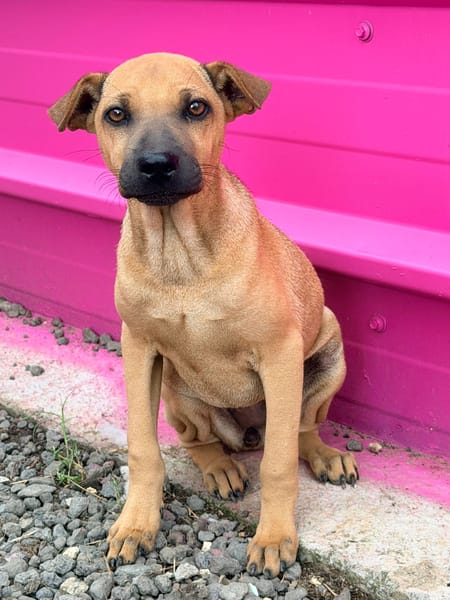 🐾 À L’ADOPTION – TIKA, douceur fauve en quête de confiance 🐾