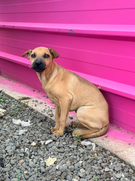 🐾 À L’ADOPTION – TIKA, douceur fauve en quête de confiance 🐾