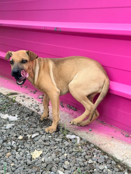 🐾 À L’ADOPTION – TIKA, douceur fauve en quête de confiance 🐾