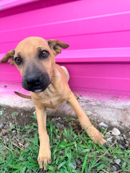 🐾 À L’ADOPTION – TIKA, douceur fauve en quête de confiance 🐾