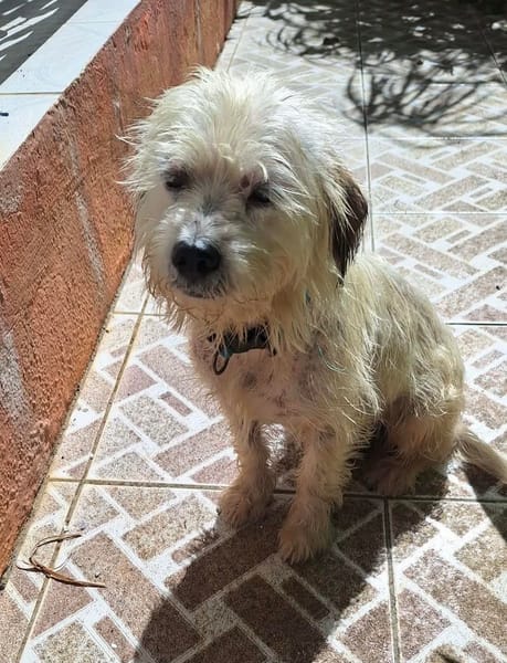 MAYA la petite bichonne