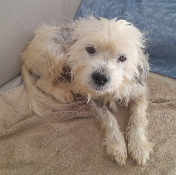 MAYA la petite bichonne