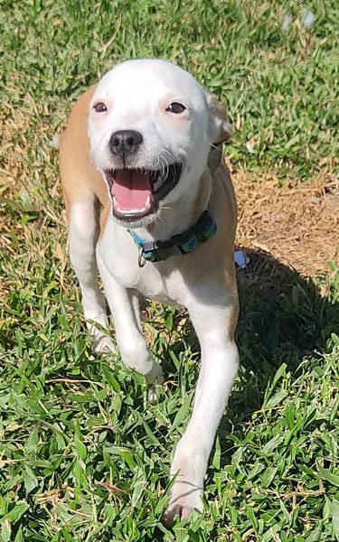 Super NOVA petite étoile