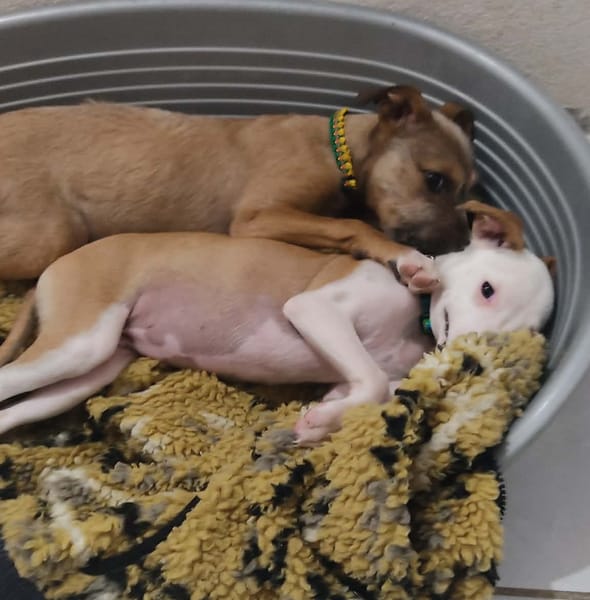 Super NOVA petite étoile