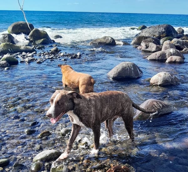 CANDY, Femelle Berger Créole junior