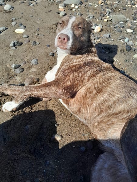 CANDY, Femelle Berger Créole junior