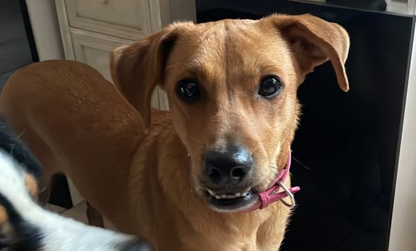 CHOUPY, Mâle berger créole junior