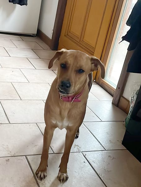 CHOUPY, Mâle berger créole junior