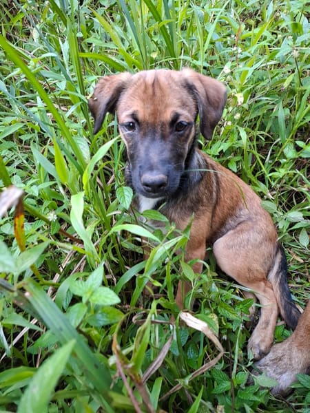 NAMEA, chiot Berger Créole femelle