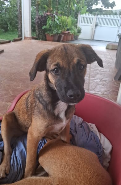 NAMEA, chiot Berger Créole femelle