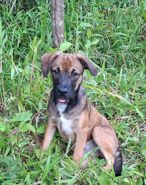 NAMEA, chiot Berger Créole femelle