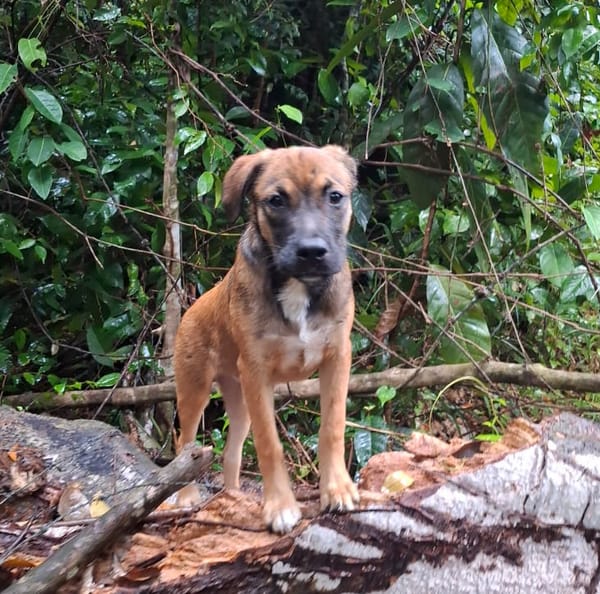 NAMEA, chiot Berger Créole femelle