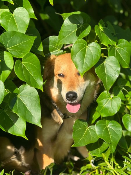 TAM, Femelle berger créole junior