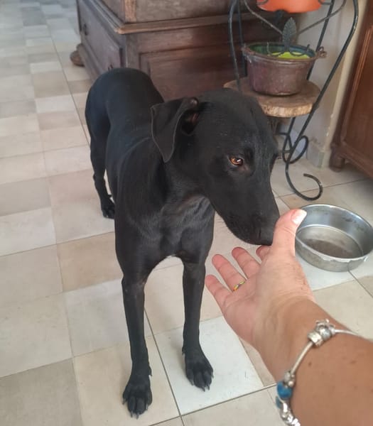 USLA, Femelle junior Berger Créole