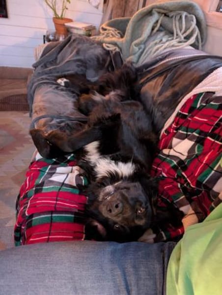 SOS Polly sucht Pflegestelle/Zuhause