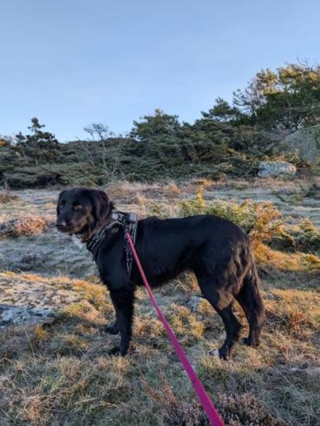 SOS Polly sucht Pflegestelle/Zuhause