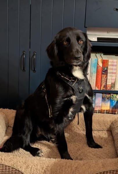 SOS Polly sucht Pflegestelle/Zuhause