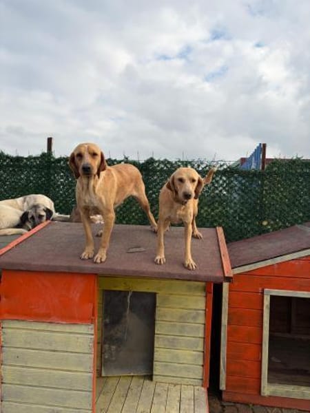 Wilma sucht eine Pflegestelle / Zuhause