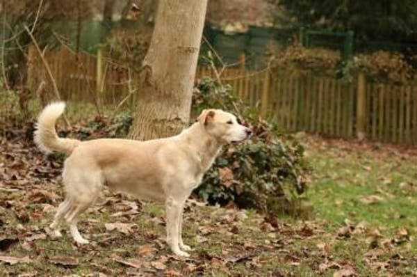 Tobi Labrador Mischling Rüde sucht Heim