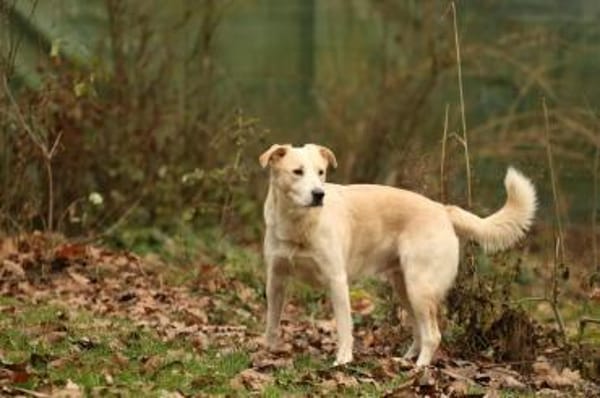 Tobi Labrador Mischling Rüde sucht Heim