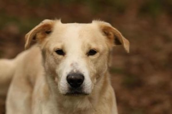 Tobi Labrador Mischling Rüde sucht Heim