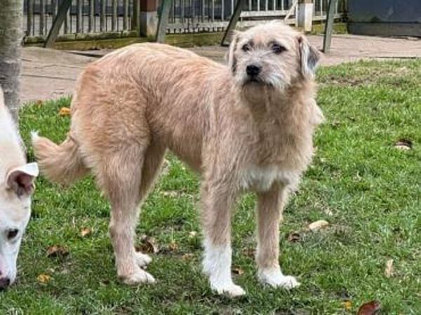 CONNY-hübsche, sanfte Hündin, 55 cm