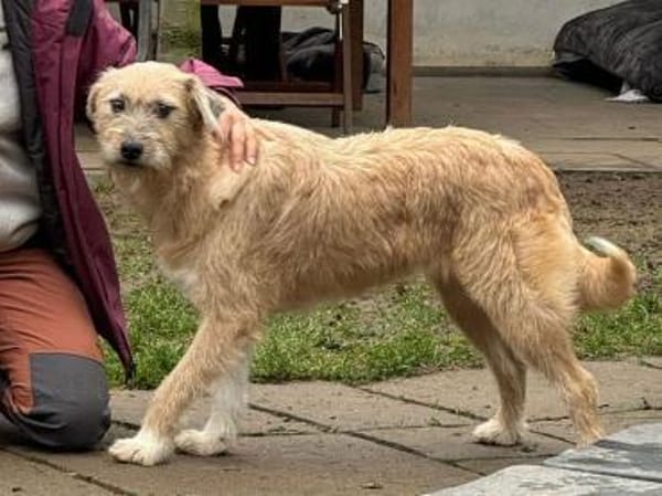 CONNY-hübsche, sanfte Hündin, 55 cm