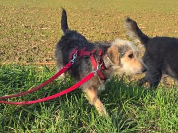 COCO-bezaubernde Hündin,hat Epilepsie