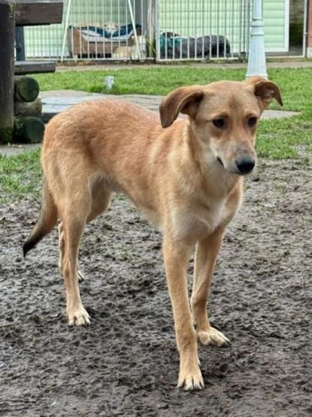 GORBI-ein richtiger Goldschatz, 52cm