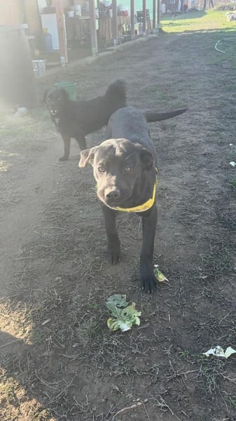 Käthe sucht dich und ihr Glück