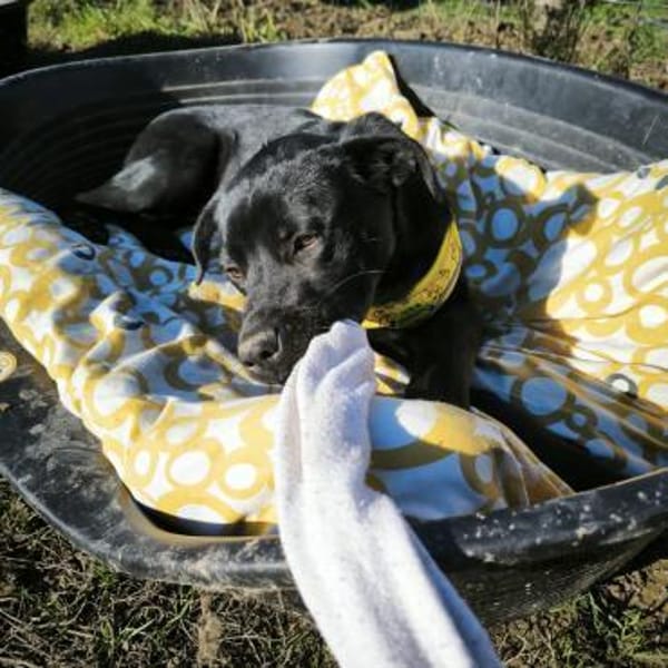 Käthe sucht dich und ihr Glück