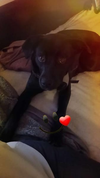 Käthe sucht dich und ihr Glück