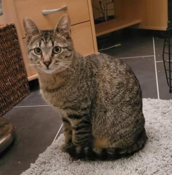 Kater Akari sucht sein Zuhause