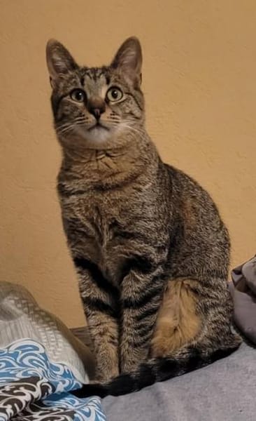 Kater Akari sucht sein Zuhause