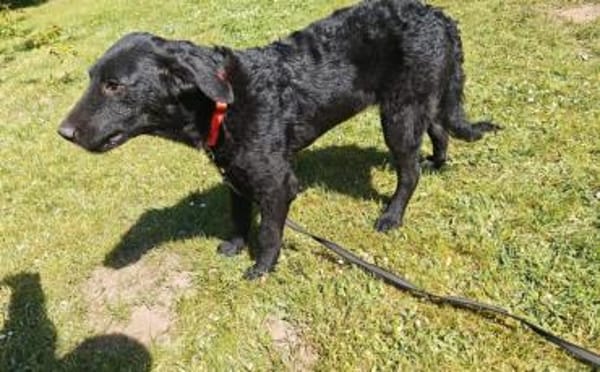 Sonnenschein Franzl sucht sein Körbchen