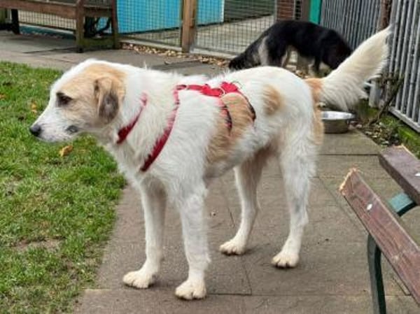 MARLON-wunderschöner Rüde, 54 cm