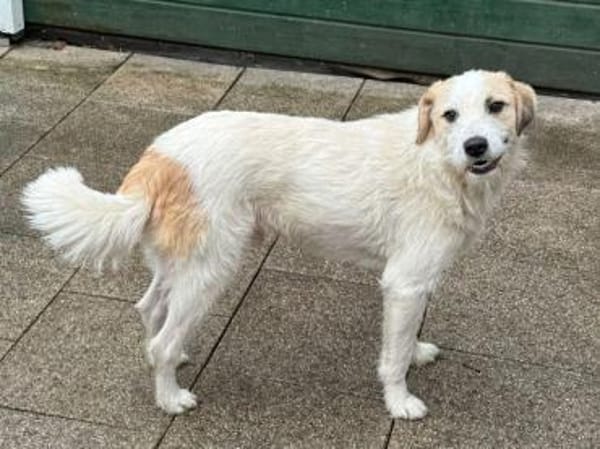 MARLON-wunderschöner Rüde, 54 cm