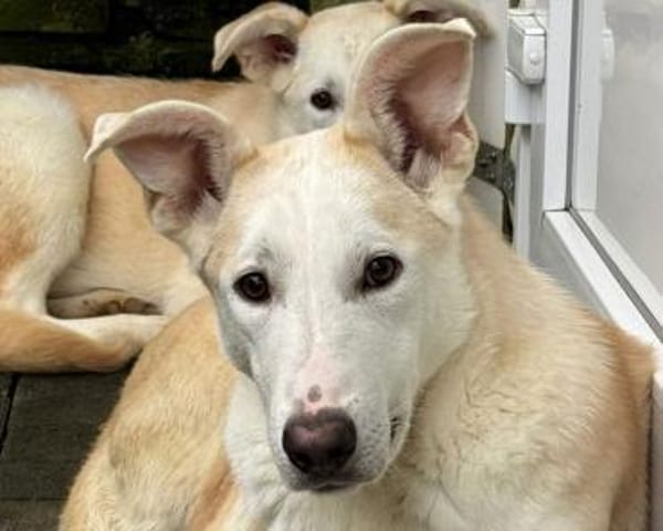 SEPPI-lieber,hübscher Jung-Rüde,59cm