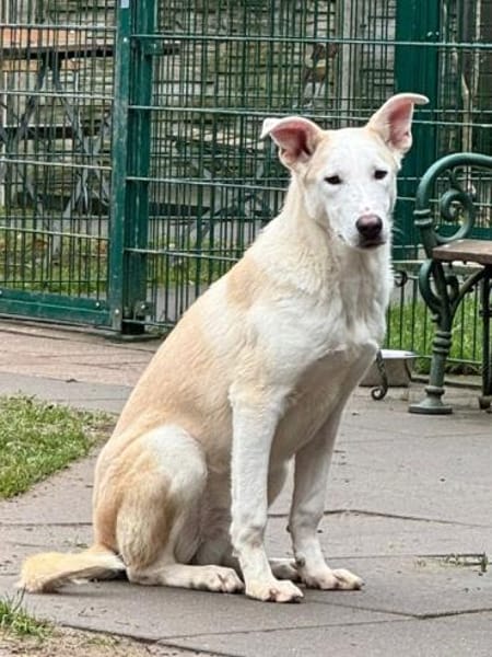 SEPPI-lieber,hübscher Jung-Rüde,59cm