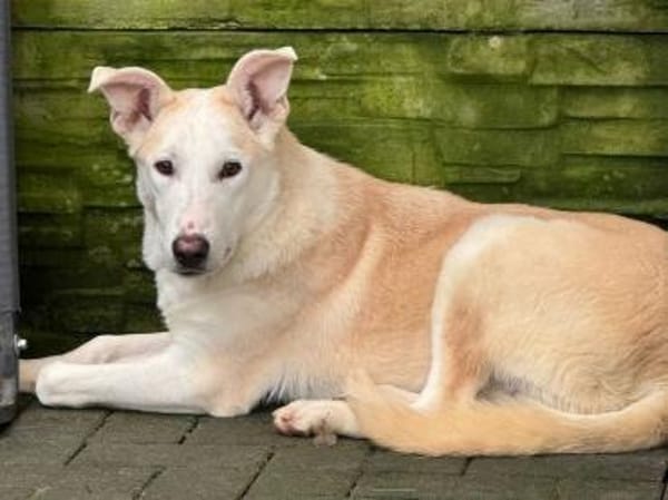 SEPPI-lieber,hübscher Jung-Rüde,59cm