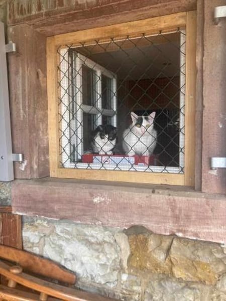 Penny und Pepe suchen gemeinsamesZuhause