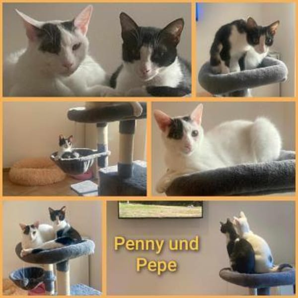 Penny und Pepe suchen gemeinsamesZuhause