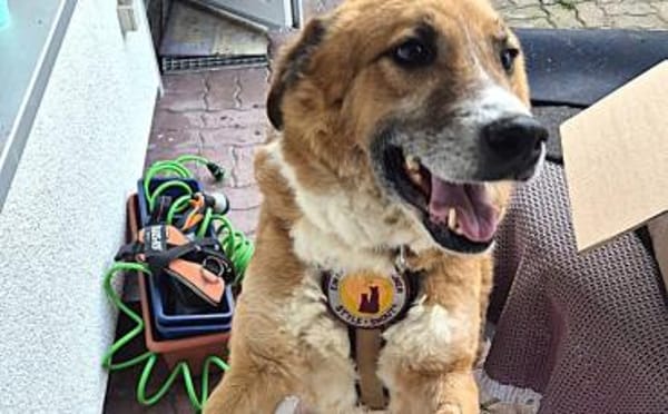 FOX sucht liebevolles Zuhause!