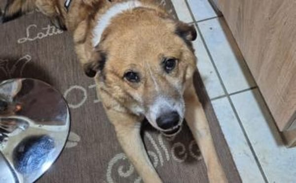 FOX sucht liebevolles Zuhause!